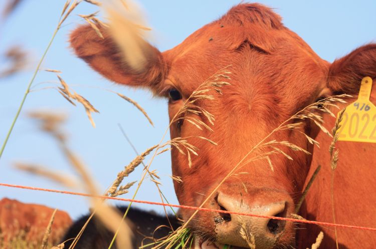 Cattle in a field