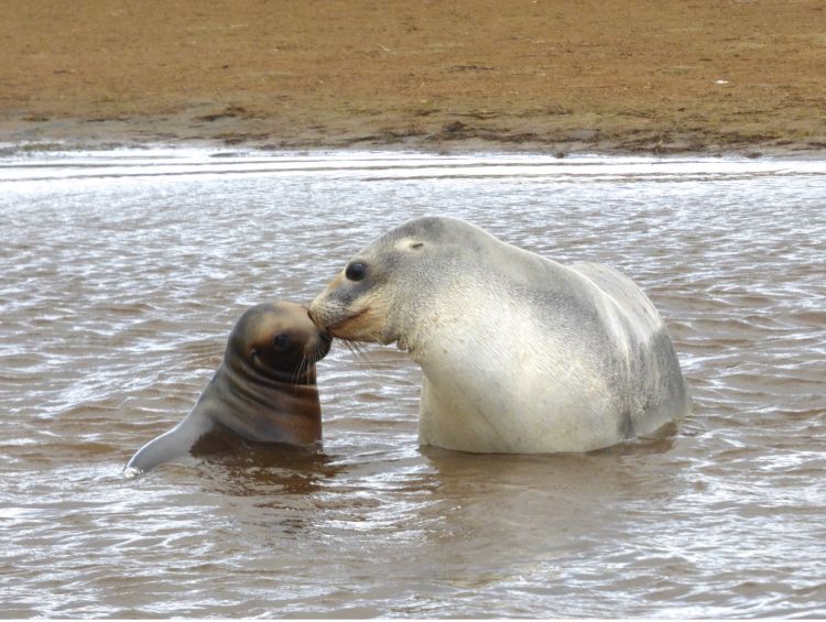 New Zealand sea lion mom and pup