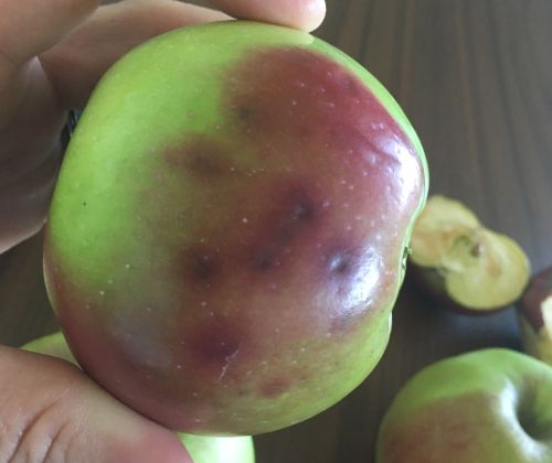 Brown marmorated stink bug damage to apple. All photos by Nikki Rothwell, MSU Extension.