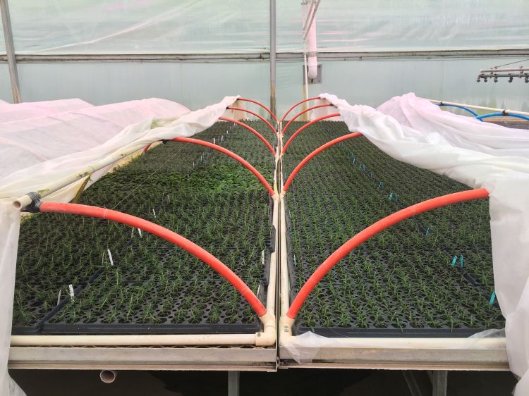 Fabric pulled back from foliage in a greenhouse