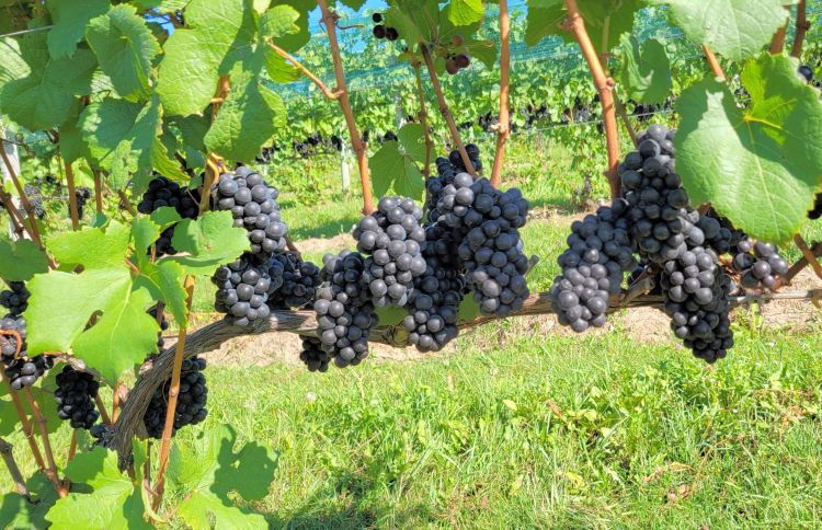 Wine grapes on a vineyard.