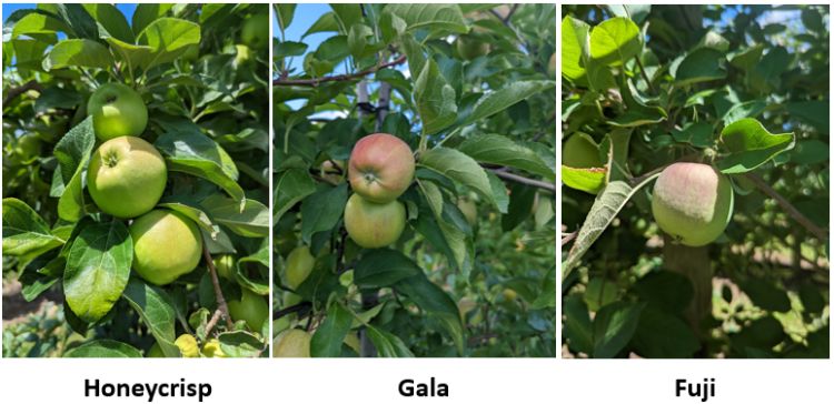 Tree fruit.