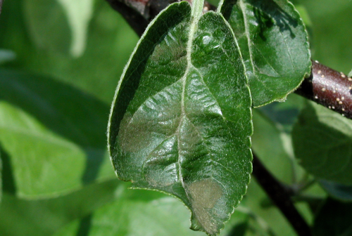 Young lesions are velvety brown to olive green with indistinct margins and may not be readily noticeable. 