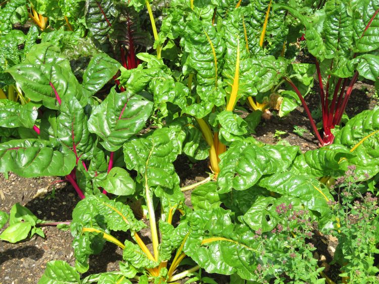 Swiss Chard is a vegetable that contains calcium. Its seeds can be planted in late spring. | Photo by Sarah Rautio