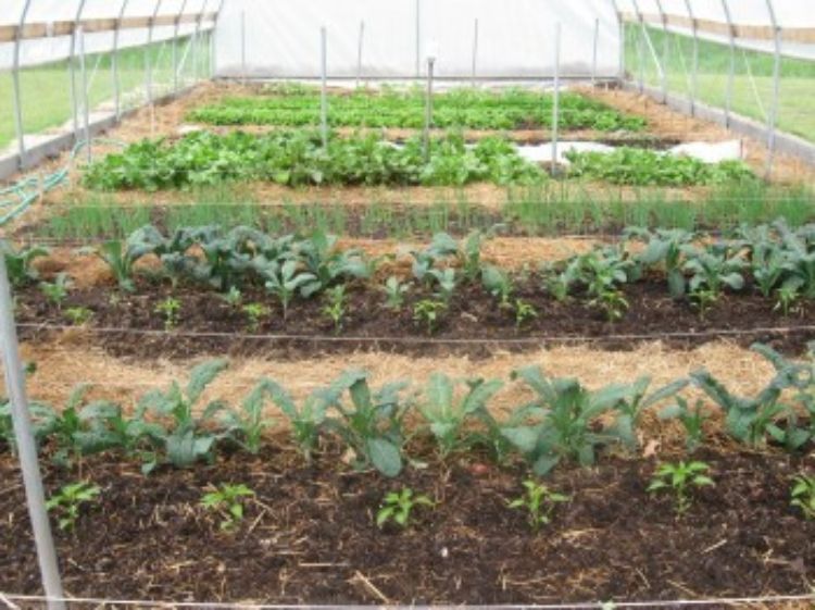 The Marquette Food Co-op manages this educational hoop house at Northern Michigan University.