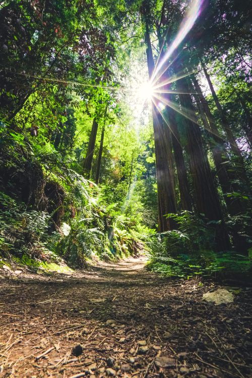 Sun shining through trees in a lush forest