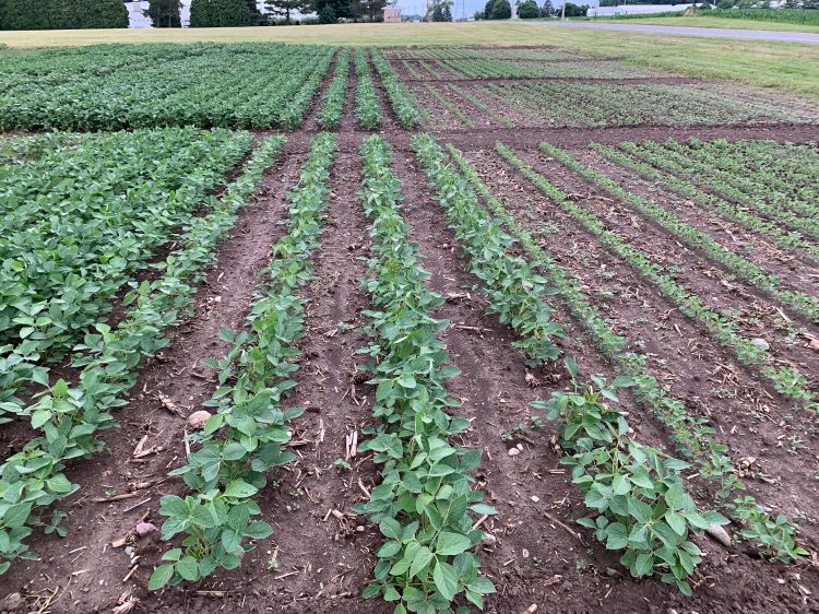 Soybean plots.