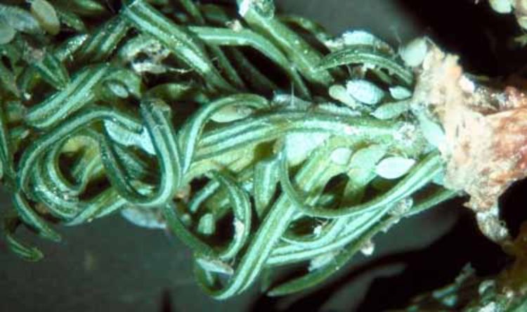 Nymphs of balsam twig aphid on newly-developed tree shoot.