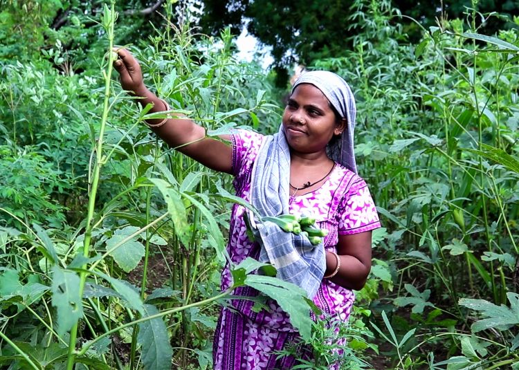 Farming a home garden.