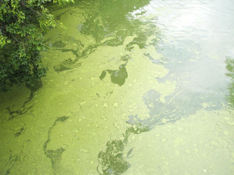 Increasing rainfall and warmer temperatures can cause algae blooms in lakes, which often make water murky, produce unpleasant odors, and cause fish to die. Rain flushes nutrients into lakes that algae use to grow, whereas warmer temperatures cause longer growing seasons and better growing conditions for algae. Keeping excess nutrients out of lakes reduces the risk of algae blooms. Photo: Ian McCullough.