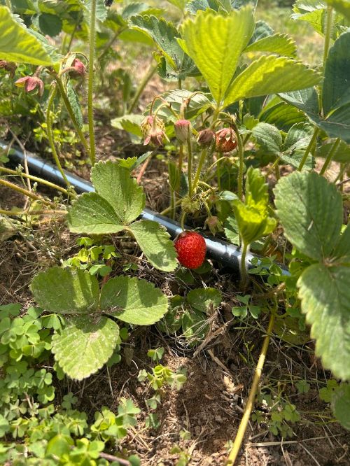 a red strawberry on the vine