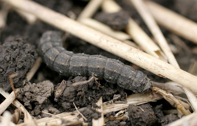 Black cutworm larvae range from 0.25–2 inches in size. They are dark (gray to black) with rough skin that may appear greasy. Photo by Roger Schmidt, University of Wisconsin-Madison, Bugwood.org.