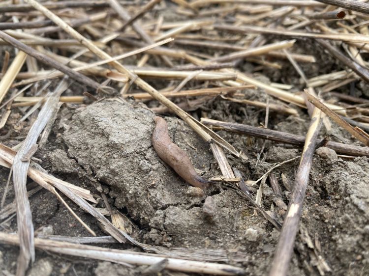 Close-up of a small brown slug on dry, cloddy soil covered with straw residue.