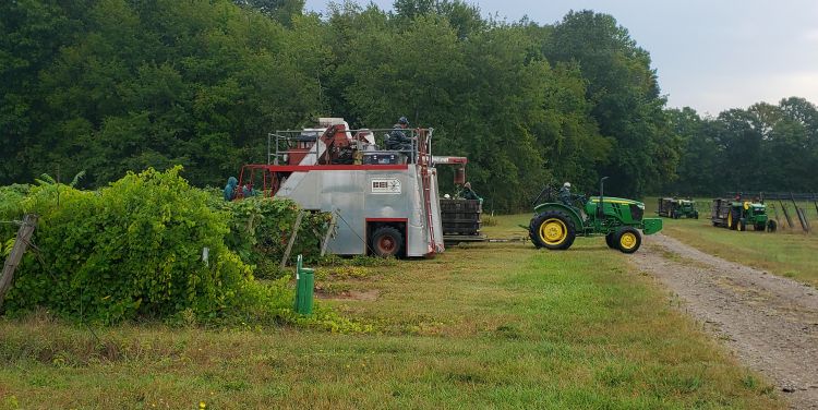 Harvester in grape vineyard.