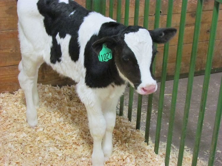 Image of a calf standing in a stall.