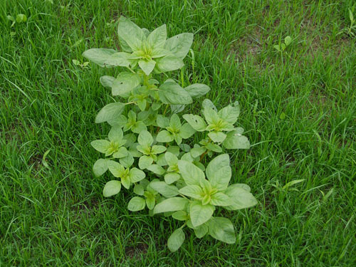  Redroot Pigweed8.jpg 