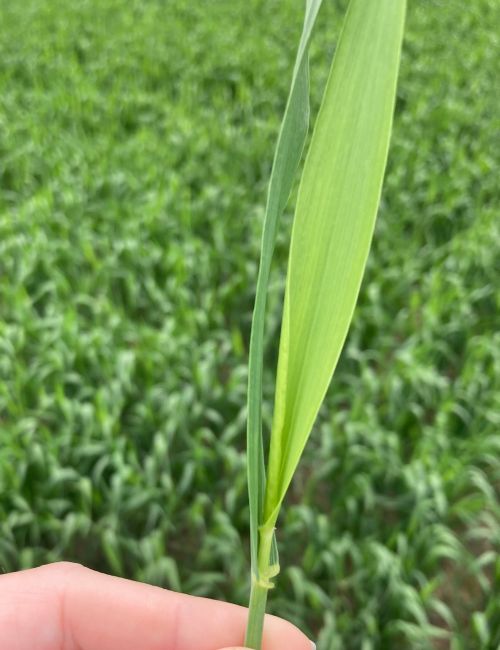 Close-up of a wheat plant with the flag leaf partially emerged, showing yellowing along the leaf blade compared to surrounding green tissue.
