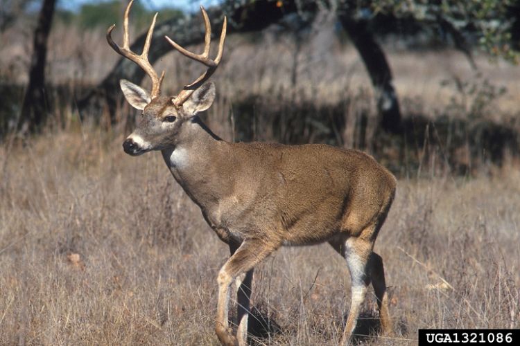 White-tailed deer