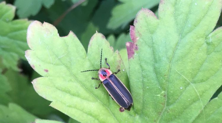 Adult firefly