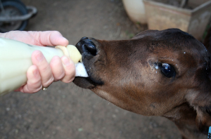 Rumen development of calves