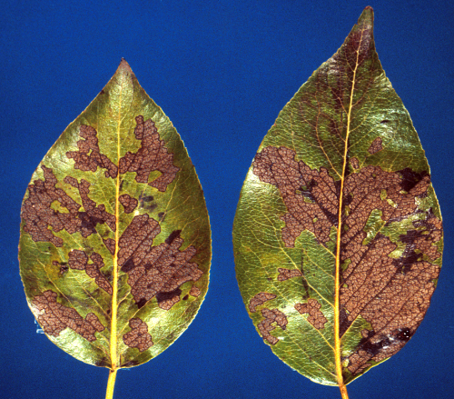 Feeding skeletonizes leaves, leaving only a framework of veins.