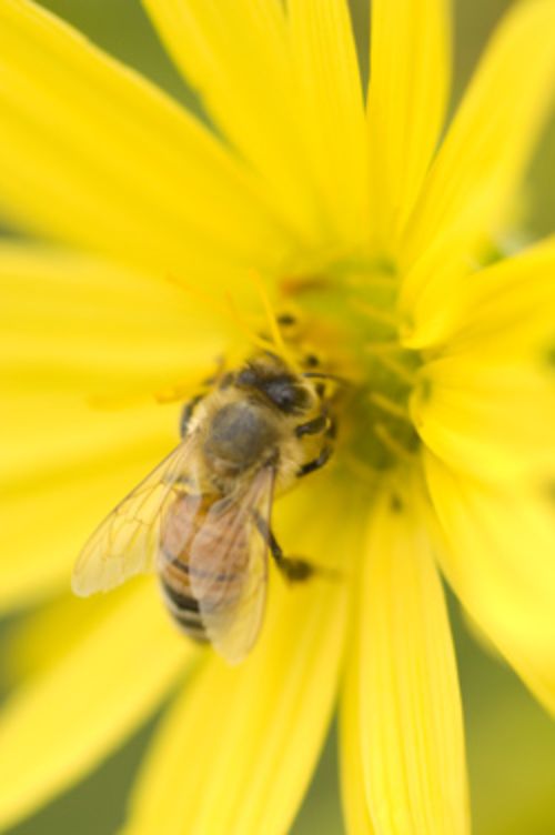 Yellow flower with a bee