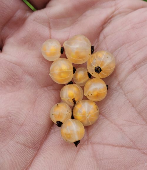 A hand holding currants.