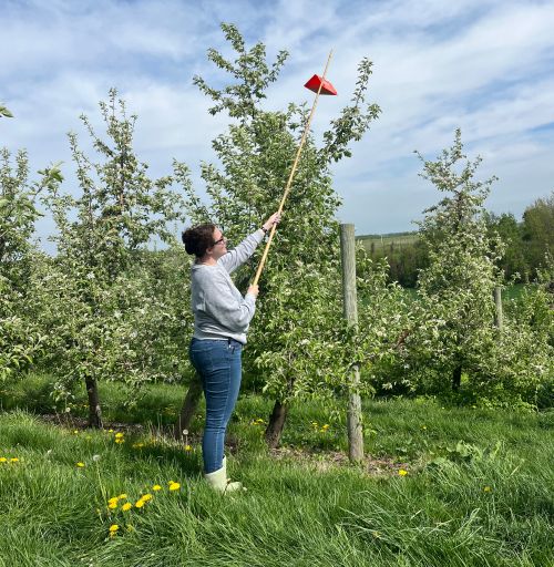 A woman standing in front of a fruit tree uses a long wooden pole to check an orange trap placed at the top of the tree that is used to catch insect pests.