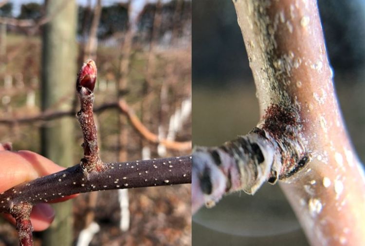 European red mite eggs on Honeycrisp apples