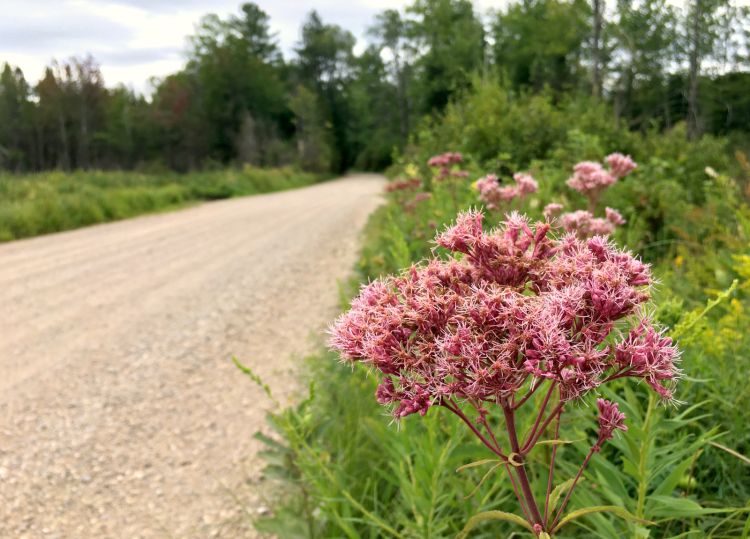 Joe Pye weed growing alongside a dirt road.