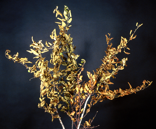 Infested trees look sickly, producing sparse, pale foliage.