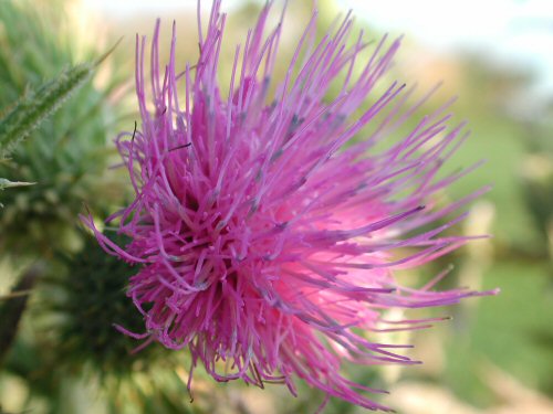  bull thistle4.jpg 