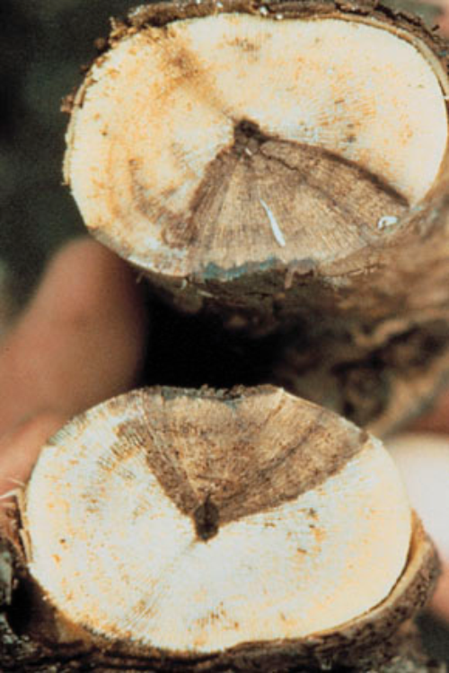  Wedge-shaped area of dead wood typical of Eutypa dieback. 