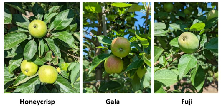 Tree fruit.