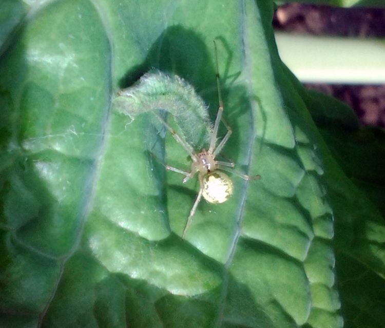 Biological control of cabbage white larvae. Cole crop caterpillars are attacked by a wide variety of natural enemy insects.