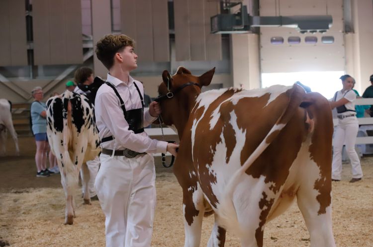 A young man in white leading a red and white dairy calf.