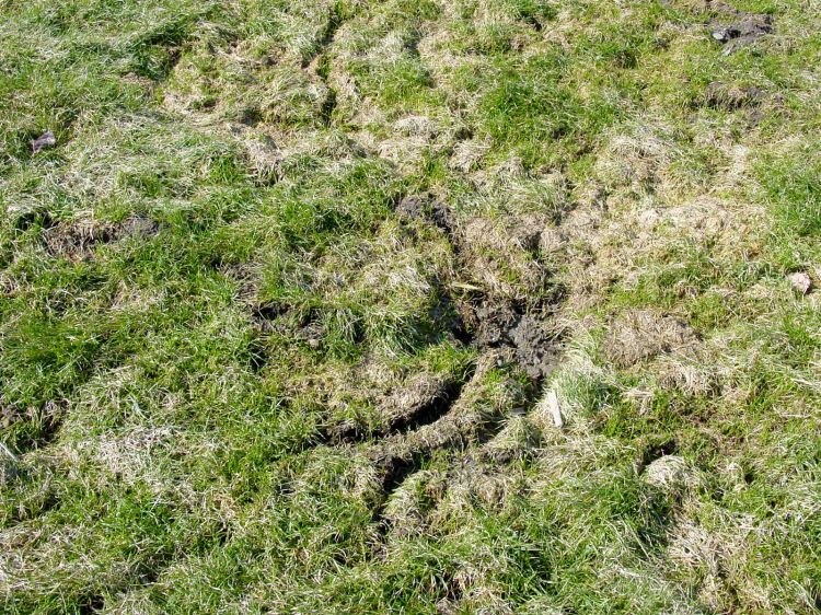 Vole tunnels in the ground.