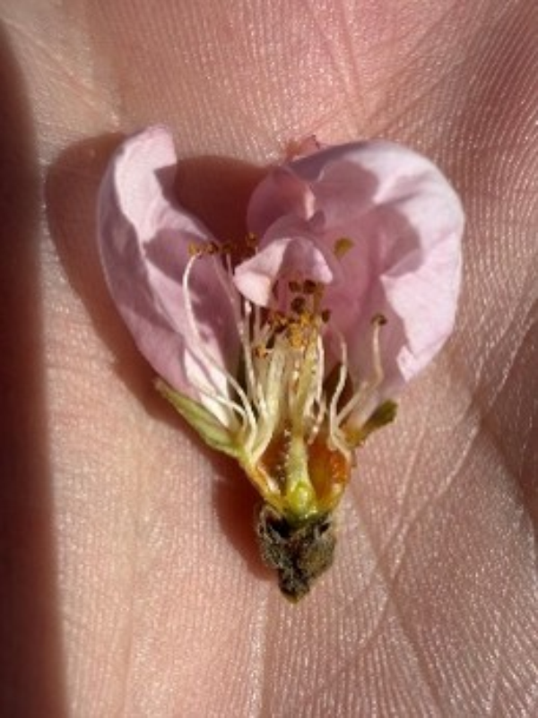 Closeup of a healthy peach flower resting in a hand.