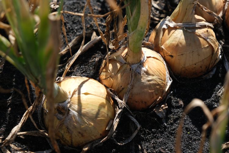 Root crops