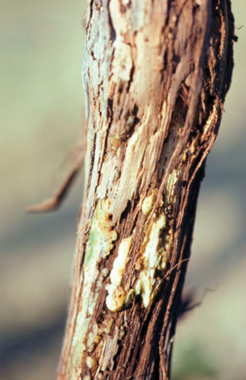  Early crown gall growth on wood. 