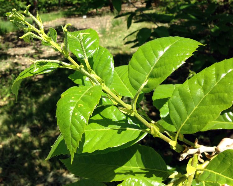 Chestnut development in Northwest Michigan as of June 9, 2014. Photo credit: Erin Lizotte, MSU Extension