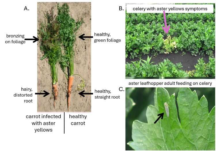 photos of yellow aster as described in the story