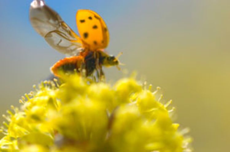 Predatory insects like ladybugs eat crop pests and help farmers reduce their need for insecticides.