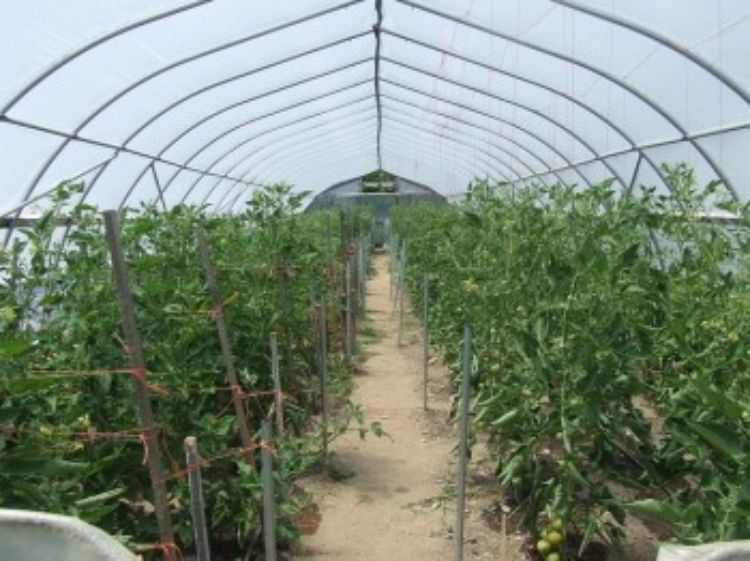 A hoophouse at the MSU Student Organic Farm. Image courtesy Katy Joe DeSantis.