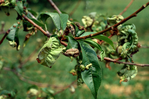  Infected leaves curl and blister. 