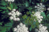 Common cowparsnip