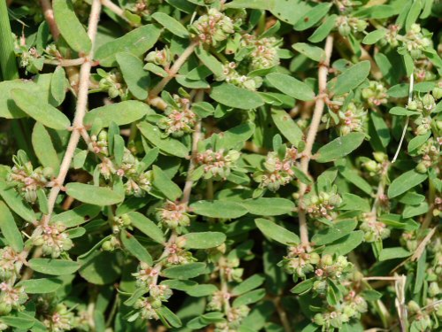  Prostrate Spurge5.jpg 