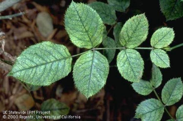 Spider mite damage in roses. Photo by UC Statewide IPM Project