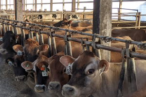 Feeding for fertility