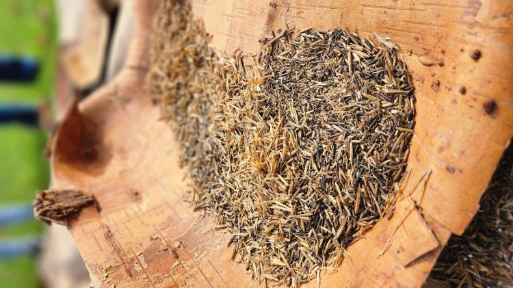 small grains of dark, wild rice on a wooden tray.